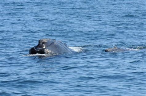 Low ‘concerning’ number of North Atlantic right whale births reported this season: New England Aquarium